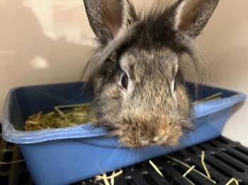 Hashbrown -  American Rabbit for Adoption in Pflugerville, Texas - Hashbrown | PetCurious