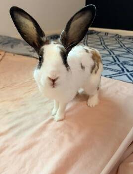 Louise -  English Spot Rabbit for Adoption in Melbourne, Florida - Louise | PetCurious
