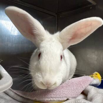 Rescue New Zealand Rabbits for Adoption in Richmond, California - Gruyere | PetCurious