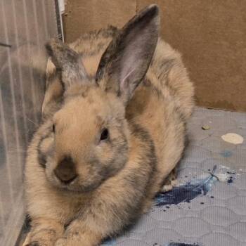 Pancake -  Harlequin Rabbit for Adoption in Dayton, Ohio - Pancake | PetCurious