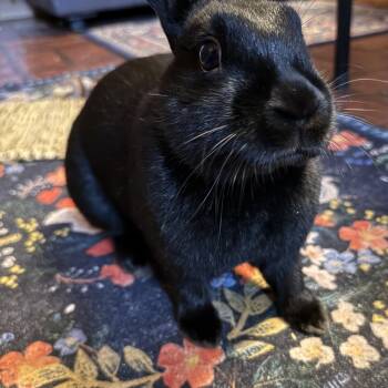 Havana Rabbits Available for Adoption in Ankeny, Iowa - Vana | PetCurious