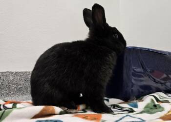 Dwarf Rabbits Available for Adoption in Westford, Massachusetts - Calzone | PetCurious