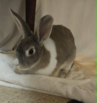 Cholula -  Dutch Rabbit for Adoption in Sauk Village, Illinois - Cholula | PetCurious