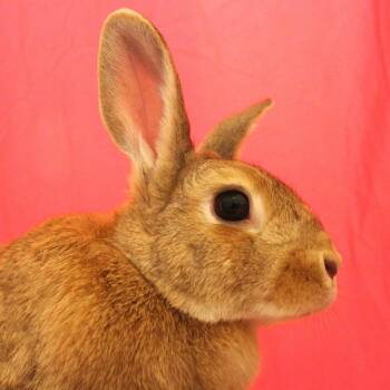 Rosetta aka Ro -  Mini Rex Rabbit for Adoption in Yucca Valley, California - Rosetta Aka Ro | PetCurious