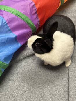 Rescue Dutch Rabbits for Adoption in Teterboro, New Jersey - Flora | PetCurious
