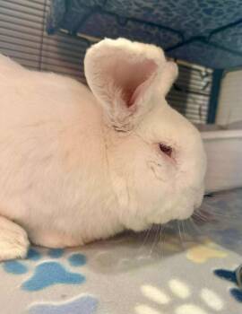 Rescue New Zealand Rabbits for Adoption in Sebastian, Florida - Elwood | PetCurious