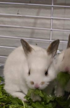 Beans -  American Rabbit for Adoption in Cincinnati, Ohio - Beans | PetCurious