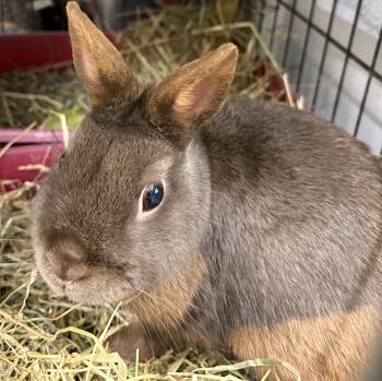 Polish Rabbits Available for Adoption in Mansfield, Connecticut - Harry | PetCurious