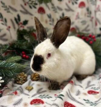 Californian Rabbits Available for Adoption - Turnip | PetCurious