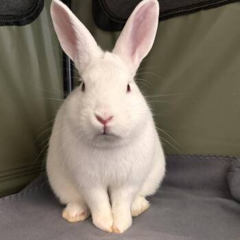 Cadbury -  American Rabbit for Adoption in Manchester, Connecticut - Cadbury | PetCurious