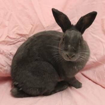 American Rabbits Available for Adoption in Champaign, Illinois - Fable | PetCurious