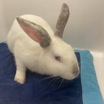River -  American Rabbit for Adoption in Dayton, Ohio - River | PetCurious