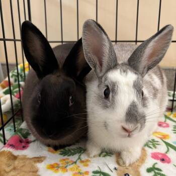 Cocoon -  Bunny Rabbit Rabbit for Adoption in Richmond, California - Cocoon | PetCurious