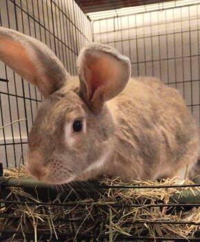 Rescue Flemish Giant Rabbits for Adoption in Washington Mills, New York - Jax | PetCurious