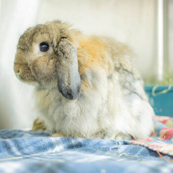 Rescue American Fuzzy Lop Rabbits for Adoption in San Diego, California - Tucker | PetCurious