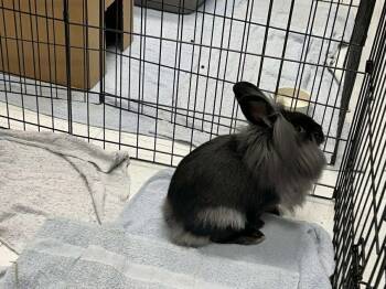 Rescue Lionhead Rabbits for Adoption in Kent, Washington - Kingsley | PetCurious