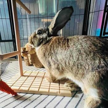 American Rabbits Available for Adoption in Nampa, Idaho - Gemini | PetCurious