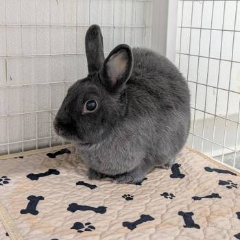 Blu -  Netherland Dwarf Rabbit for Adoption in Clearwater, Florida - Blu | PetCurious