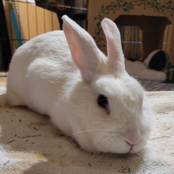 Havana and Holland Lop Rabbits Available for Adoption in Napa, California - Iris | PetCurious