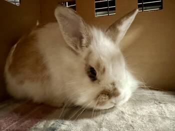 Rescue Jersey Wooly and English Spot Rabbits for Adoption in Andover, Connecticut - Pumkin | PetCurious