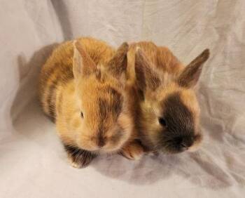 Bunny Rabbit Rabbits Available for Adoption in Santa Cruz, California - Moxie | PetCurious