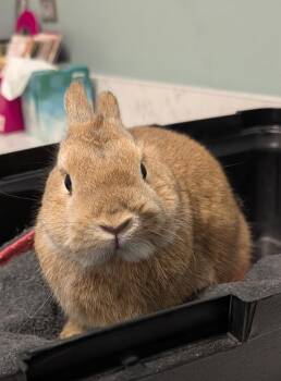 Rescue Netherland Dwarf Rabbits for Adoption in Minneapolis, Minnesota - Pippin | PetCurious