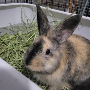 Wicket -  Harlequin Rabbit for Adoption in The Woodlands, Texas - Wicket | PetCurious