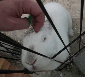Bamboo -  Californian Rabbit for Adoption in Melbourne, Florida - Bamboo | PetCurious