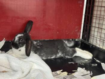 Havana Rabbits Available for Adoption in Methuen, Massachusetts - AMY | PetCurious