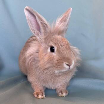 Lionhead Rabbits Available for Adoption in Columbia, Maryland - Pedro | PetCurious