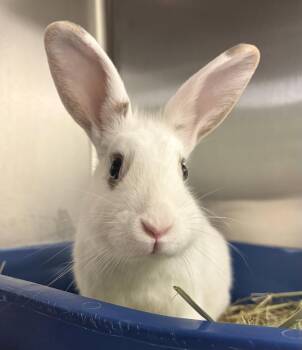 Winnie -  American Rabbit for Adoption in Oakland, California - Winnie | PetCurious