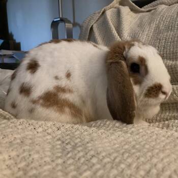 Rusty -  Mini Lop Rabbit for Adoption in Baltimore, Maryland - Rusty | PetCurious