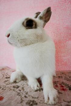 Miffy -  Bunny Rabbit Rabbit for Adoption in Long Beach, California - Miffy | PetCurious