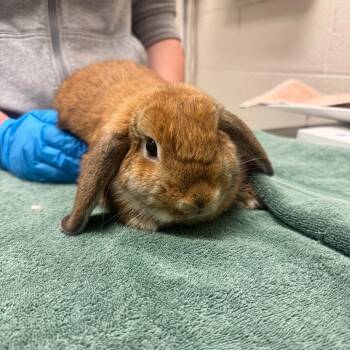 Truffles -  Holland Lop Rabbit for Adoption in Murray, Utah - Truffles | PetCurious