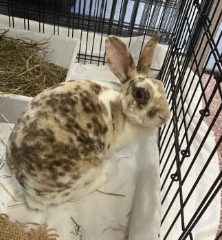 Coquita - Companion To Edward -  Rex Rabbit for Adoption in Stratham, New Hampshire - Coquita - Companion To Edward | PetCurious