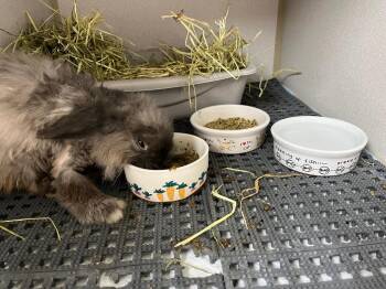 Mini Lop Rabbits Available for Adoption - Milo | PetCurious