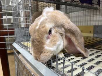 Sugar Baby -  English Lop Rabbit for Adoption in Pflugerville, Texas - Sugar Baby | PetCurious