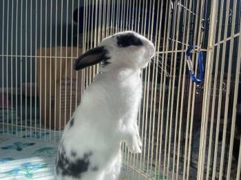 Rescue English Spot Rabbits for Adoption in Frankton, Indiana - BunBun | PetCurious