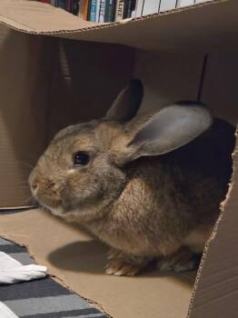 Hobnob -  Flemish Giant and New Zealand Rabbit for Adoption in Columbia, Maryland - Hobnob | PetCurious