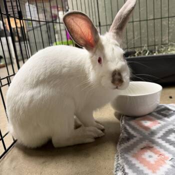 Peter Cottontail (PEN 15) -  Californian Rabbit Available for Adoption in Las Vegas, Nevada - Peter Cottontail (PEN 15) | PetCurious