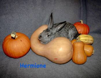 Rescue Bunny Rabbit Rabbits for Adoption in Westbrook, Maine - Hermione *bonded To Ginny* | PetCurious