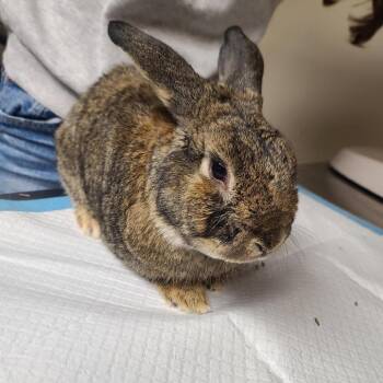 Thumper -  Lionhead and Netherland Dwarf Rabbit for Adoption in Gansevoort, New York - Thumper | PetCurious