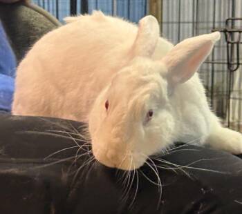 Rescue New Zealand Rabbits for Adoption in Chapin, South Carolina - Buster | PetCurious