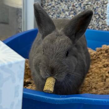 Zucchini -  Bunny Rabbit Rabbit for Adoption in Fairport, New York - Zucchini | PetCurious