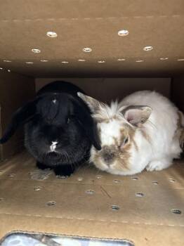SPARKIE -  Bunny Rabbit Rabbit for Adoption in Leesburg, Virginia - SPARKIE | PetCurious