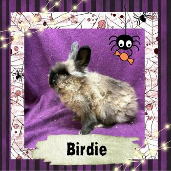 Rescue Lionhead Rabbits for Adoption in Elizabethtown, Kentucky - Birdie | PetCurious