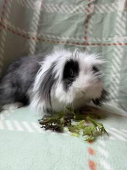Eleanor -  Bunny Rabbit Rabbit for Adoption in Lakeville, Minnesota - Eleanor | PetCurious