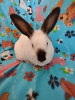 Rescue Californian Rabbits for Adoption in Folsom, California - Lainey | PetCurious