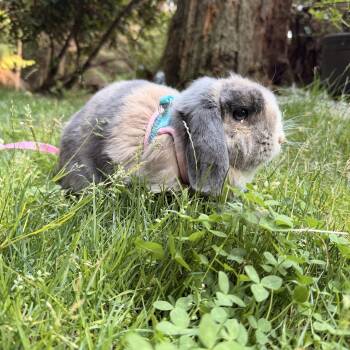 Gray -  Lop Eared Rabbit for Adoption in Gig Harbor, Washington - Gray | PetCurious