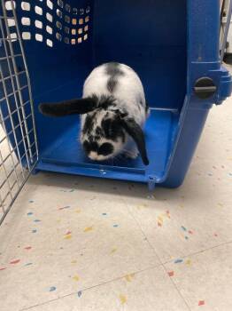 Rescue Mini Lop Rabbits for Adoption in Fairfield, Pennsylvania - Cookie | PetCurious